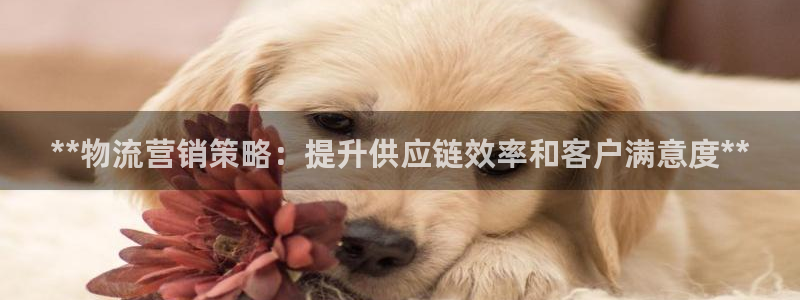 28圈哪个最赚钱：**物流营销策略：
