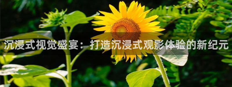 yy6080殇情影院：沉浸式视觉盛宴：打造沉浸式观影体验的新纪元